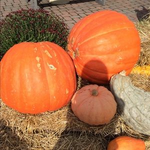 hello poshers.thank you for checking out my closet